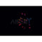 AF0333 staining Daudi cells by IF/ICC. The sample were fixed with PFA and permeabilized in 0.1% Triton X-100,then blocked in 10% serum for 45 minutes at 25¡ãC. The primary antibody was diluted at 1/200 and incubated with the sample for 1 hour at 37¡ãC. An  Alexa Fluor 594 conjugated goat anti-rabbit IgG (H+L) antibody(Cat.