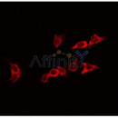 AF0335 staining HeLa by IF/ICC. The sample were fixed with PFA and permeabilized in 0.1% Triton X-100,then blocked in 10% serum for 45 minutes at 25¡ãC. The primary antibody was diluted at 1/200 and incubated with the sample for 1 hour at 37¡ãC. An  Alexa Fluor 594 conjugated goat anti-rabbit IgG (H+L) Ab, diluted at 1/600, was used as the secondary antibod