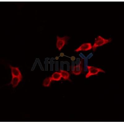 AF0335 staining HeLa by IF/ICC. The sample were fixed with PFA and permeabilized in 0.1% Triton X-100,then blocked in 10% serum for 45 minutes at 25¡ãC. The primary antibody was diluted at 1/200 and incubated with the sample for 1 hour at 37¡ãC. An  Alexa Fluor 594 conjugated goat anti-rabbit IgG (H+L) Ab, diluted at 1/600, was used as the secondary antibod