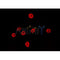 AF0337 staining HuvEc by IF/ICC. The sample were fixed with PFA and permeabilized in 0.1% Triton X-100,then blocked in 10% serum for 45 minutes at 25¡ãC. The primary antibody was diluted at 1/200 and incubated with the sample for 1 hour at 37¡ãC. An  Alexa Fluor 594 conjugated goat anti-rabbit IgG (H+L) Ab, diluted at 1/600, was used as the secondary antibod