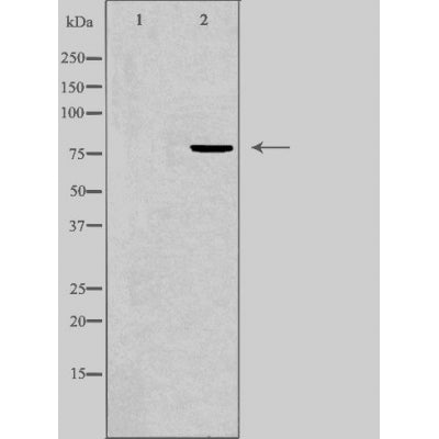 DF3231 staining Hela cells by IF/ICC. The sample were fixed with PFA and permeabilized in 0.1% Triton X-100,then blocked in 10% serum for 45 minutes at 25¡ãC. The primary antibody was diluted at 1/200 and incubated with the sample for 1 hour at 37¡ãC. An  Alexa Fluor 594 conjugated goat anti-rabbit IgG (H+L) antibody(Cat.# S0006), diluted at 1/600, was used as secondary antibod