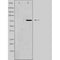 DF3231 staining Hela cells by IF/ICC. The sample were fixed with PFA and permeabilized in 0.1% Triton X-100,then blocked in 10% serum for 45 minutes at 25¡ãC. The primary antibody was diluted at 1/200 and incubated with the sample for 1 hour at 37¡ãC. An  Alexa Fluor 594 conjugated goat anti-rabbit IgG (H+L) antibody(Cat.# S0006), diluted at 1/600, was used as secondary antibod