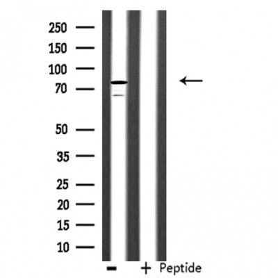 DF3235 staining  NIH-3T3 cells by IF/ICC. The sample were fixed with PFA and permeabilized in 0.1% Triton X-100,then blocked in 10% serum for 45 minutes at 25¡ãC. The primary antibody was diluted at 1/200 and incubated with the sample for 1 hour at 37¡ãC. An  Alexa Fluor 594 conjugated goat anti-rabbit IgG (H+L) antibody(Cat.# S0006), diluted at 1/600, was used as secondary antibod