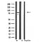 DF3235 staining  NIH-3T3 cells by IF/ICC. The sample were fixed with PFA and permeabilized in 0.1% Triton X-100,then blocked in 10% serum for 45 minutes at 25¡ãC. The primary antibody was diluted at 1/200 and incubated with the sample for 1 hour at 37¡ãC. An  Alexa Fluor 594 conjugated goat anti-rabbit IgG (H+L) antibody(Cat.# S0006), diluted at 1/600, was used as secondary antibod