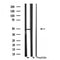 DF3241 staining Hela by IF/ICC. The sample were fixed with PFA and permeabilized in 0.1% Triton X-100,then blocked in 10% serum for 45 minutes at 25¡ãC. The primary antibody was diluted at 1/200 and incubated with the sample for 1 hour at 37¡ãC. An  Alexa Fluor 594 conjugated goat anti-rabbit IgG (H+L) Ab, diluted at 1/600, was used as the secondary antibod