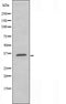 DF3242 staining HeLa cells by IF/ICC. The sample were fixed with PFA and permeabilized in 0.1% Triton X-100,then blocked in 10% serum for 45 minutes at 25¡ãC. The primary antibody was diluted at 1/200 and incubated with the sample for 1 hour at 37¡ãC. An  Alexa Fluor 594 conjugated goat anti-rabbit IgG (H+L) antibody(Cat.# S0006), diluted at 1/600, was used as secondary antibod
