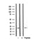 DF3243 staining HepG2 by IF/ICC. The sample were fixed with PFA and permeabilized in 0.1% Triton X-100,then blocked in 10% serum for 45 minutes at 25¡ãC. The primary antibody was diluted at 1/200 and incubated with the sample for 1 hour at 37¡ãC. An  Alexa Fluor 594 conjugated goat anti-rabbit IgG (H+L) Ab, diluted at 1/600, was used as the secondary antibod