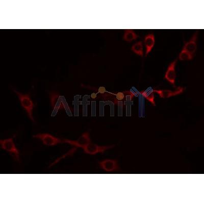 Western blot analysis of extracts from rat brain, rat heart, using TNFRSF9 Antibody.
