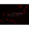 Western blot analysis of extracts from rat brain, rat heart, using TNFRSF9 Antibody.