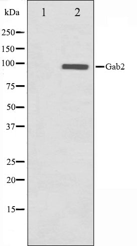 Western blot analysis on HT29 cell lysate using Gab2 Antibody,The lane on the left is treated with the antigen-specific peptide.