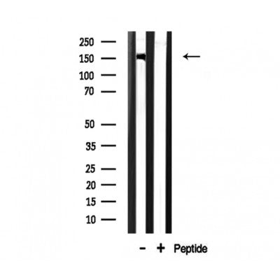 Western blot analysis of CAF1A  expression in mouse brain lysate