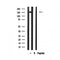 Western blot analysis of CAF1A  expression in mouse brain lysate