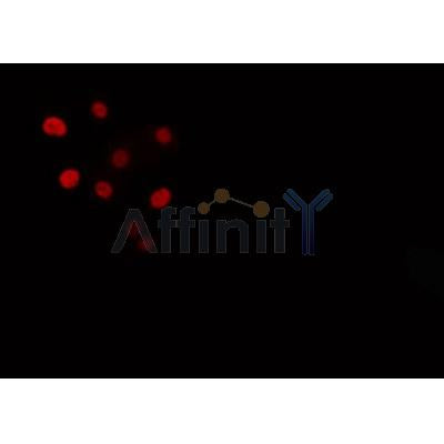 DF3255 staining Hela by IF/ICC. The sample were fixed with PFA and permeabilized in 0.1% Triton X-100,then blocked in 10% serum for 45 minutes at 25¡ãC. The primary antibody was diluted at 1/200 and incubated with the sample for 1 hour at 37¡ãC. An  Alexa Fluor 594 conjugated goat anti-rabbit IgG (H+L) Ab, diluted at 1/600, was used as the secondary antibod