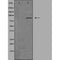 Western blot analysis of extracts from HUVEC cells, using CGK 2 antibody.The lane on the left is treated with the antigen-specific peptide.