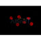 Western blot analysis of extracts from 293, using CBF ? Antibody. Lane 1 was treated with the blocking peptide.