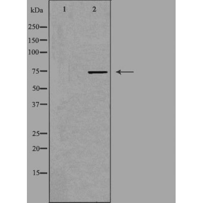 DF3281 staining HepG2 by IF/ICC. The sample were fixed with PFA and permeabilized in 0.1% Triton X-100,then blocked in 10% serum for 45 minutes at 25¡ãC. The primary antibody was diluted at 1/200 and incubated with the sample for 1 hour at 37¡ãC. An  Alexa Fluor 594 conjugated goat anti-rabbit IgG (H+L) Ab, diluted at 1/600, was used as the secondary antibod