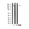 DF3294 at 1/100 staining Mouse colon tissue by IHC-P. The sample was formaldehyde fixed and a heat mediated antigen retrieval step in citrate buffer was performed. The sample was then blocked and incubated with the antibody for 1.5 hours at 22¡ãC. An HRP conjugated goat anti-rabbit antibody was used as the secondary