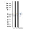 DF3303 staining 293 cells by IF/ICC. The sample were fixed with PFA and permeabilized in 0.1% Triton X-100,then blocked in 10% serum for 45 minutes at 25¡ãC. The primary antibody was diluted at 1/200 and incubated with the sample for 1 hour at 37¡ãC. An  Alexa Fluor 594 conjugated goat anti-rabbit IgG (H+L) antibody(Cat.# S0006), diluted at 1/600, was used as secondary antibod
