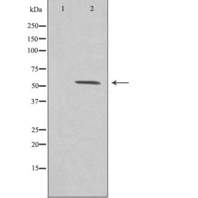 DF3305 staining  Hela cells by IF/ICC. The sample were fixed with PFA and permeabilized in 0.1% Triton X-100,then blocked in 10% serum for 45 minutes at 25¡ãC. The primary antibody was diluted at 1/200 and incubated with the sample for 1 hour at 37¡ãC. An  Alexa Fluor 594 conjugated goat anti-rabbit IgG (H+L) antibody(Cat.# S0006), diluted at 1/600, was used as secondary antibod