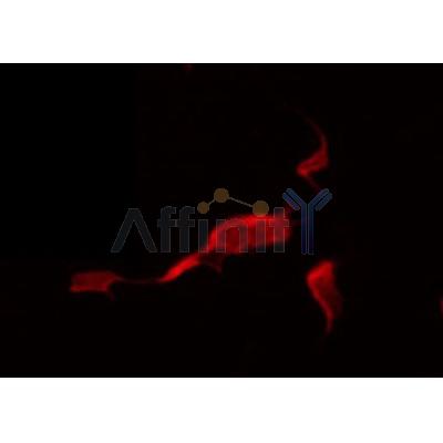 Western blot analysis of extracts from mouse lung , using ADCK5 Antibody.