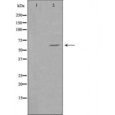 DF3312 staining  A549 cells by IF/ICC. The sample were fixed with PFA and permeabilized in 0.1% Triton X-100,then blocked in 10% serum for 45 minutes at 25¡ãC. The primary antibody was diluted at 1/200 and incubated with the sample for 1 hour at 37¡ãC. An  Alexa Fluor 594 conjugated goat anti-rabbit IgG (H+L) antibody(Cat.# S0006), diluted at 1/600, was used as secondary antibod