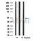 DF3313 staining Hela cells by IF/ICC. The sample were fixed with PFA and permeabilized in 0.1% Triton X-100,then blocked in 10% serum for 45 minutes at 25¡ãC. The primary antibody was diluted at 1/200 and incubated with the sample for 1 hour at 37¡ãC. An  Alexa Fluor 594 conjugated goat anti-rabbit IgG (H+L) antibody(Cat.# S0006), diluted at 1/600, was used as secondary antibod