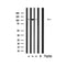 DF3319 staining Hela by IF/ICC. The sample were fixed with PFA and permeabilized in 0.1% Triton X-100,then blocked in 10% serum for 45 minutes at 25¡ãC. The primary antibody was diluted at 1/200 and incubated with the sample for 1 hour at 37¡ãC. An  Alexa Fluor 594 conjugated goat anti-rabbit IgG (H+L) Ab, diluted at 1/600, was used as the secondary antibod