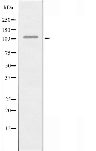 DF3328 staining 293 cells by IF/ICC. The sample were fixed with PFA and permeabilized in 0.1% Triton X-100,then blocked in 10% serum for 45 minutes at 25¡ãC. The primary antibody was diluted at 1/200 and incubated with the sample for 1 hour at 37¡ãC. An  Alexa Fluor 594 conjugated goat anti-rabbit IgG (H+L) antibody(Cat.# S0006), diluted at 1/600, was used as secondary antibod