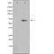 DF3330 staining 293 by IF/ICC. The sample were fixed with PFA and permeabilized in 0.1% Triton X-100,then blocked in 10% serum for 45 minutes at 25¡ãC. The primary antibody was diluted at 1/200 and incubated with the sample for 1 hour at 37¡ãC. An  Alexa Fluor 594 conjugated goat anti-rabbit IgG (H+L) Ab, diluted at 1/600, was used as the secondary antibod