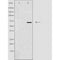 DF3335 staining Hela by IF/ICC. The sample were fixed with PFA and permeabilized in 0.1% Triton X-100,then blocked in 10% serum for 45 minutes at 25¡ãC. The primary antibody was diluted at 1/200 and incubated with the sample for 1 hour at 37¡ãC. An  Alexa Fluor 594 conjugated goat anti-rabbit IgG (H+L) Ab, diluted at 1/600, was used as the secondary antibod