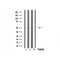 DF3343 at 1/100 staining Mouse muscle tissue by IHC-P. The sample was formaldehyde fixed and a heat mediated antigen retrieval step in citrate buffer was performed. The sample was then blocked and incubated with the antibody for 1.5 hours at 22¡ãC. An HRP conjugated goat anti-rabbit antibody was used as the secondary