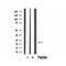 DF3345 staining LOVO by IF/ICC. The sample were fixed with PFA and permeabilized in 0.1% Triton X-100,then blocked in 10% serum for 45 minutes at 25¡ãC. The primary antibody was diluted at 1/200 and incubated with the sample for 1 hour at 37¡ãC. An  Alexa Fluor 594 conjugated goat anti-rabbit IgG (H+L) Ab, diluted at 1/600, was used as the secondary antibod