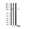DF3349 staining HepG2 cells by IF/ICC. The sample were fixed with PFA and permeabilized in 0.1% Triton X-100,then blocked in 10% serum for 45 minutes at 25¡ãC. The primary antibody was diluted at 1/200 and incubated with the sample for 1 hour at 37¡ãC. An  Alexa Fluor 594 conjugated goat anti-rabbit IgG (H+L) antibody(Cat.
