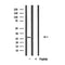 Western blot analysis of extracts from HepG2, using SPIC Antibody.