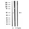 DF3424 staining  HeLa cells by IF/ICC. The sample were fixed with PFA and permeabilized in 0.1% Triton X-100,then blocked in 10% serum for 45 minutes at 25¡ãC. The primary antibody was diluted at 1/200 and incubated with the sample for 1 hour at 37¡ãC. An  Alexa Fluor 594 conjugated goat anti-rabbit IgG (H+L) antibody(Cat.