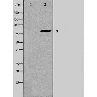 DF3428 staining Hela cells by IF/ICC. The sample were fixed with PFA and permeabilized in 0.1% Triton X-100,then blocked in 10% serum for 45 minutes at 25¡ãC. The primary antibody was diluted at 1/200 and incubated with the sample for 1 hour at 37¡ãC. An  Alexa Fluor 594 conjugated goat anti-rabbit IgG (H+L) antibody(Cat.