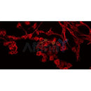 AF0213 staining MDA-MB-435 by IF/ICC. The sample were fixed with PFA and permeabilized in 0.1% Triton X-100,then blocked in 10% serum for 45 minutes at 25¡ãC. The primary antibody was diluted at 1/200 and incubated with the sample for 1 hour at 37¡ãC. An  Alexa Fluor 594 conjugated goat anti-rabbit IgG (H+L) Ab, diluted at 1/600, was used as the secondary antibod