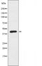 DF3432 staining Hela by IF/ICC. The sample were fixed with PFA and permeabilized in 0.1% Triton X-100,then blocked in 10% serum for 45 minutes at 25¡ãC. The primary antibody was diluted at 1/200 and incubated with the sample for 1 hour at 37¡ãC. An  Alexa Fluor 594 conjugated goat anti-rabbit IgG (H+L) Ab, diluted at 1/600, was used as the secondary antibod