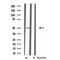 DF3433 at 1/100 staining Mouse kidney tissue by IHC-P. The sample was formaldehyde fixed and a heat mediated antigen retrieval step in citrate buffer was performed. The sample was then blocked and incubated with the antibody for 1.5 hours at 22¡ãC. An HRP conjugated goat anti-rabbit antibody was used as the secondary