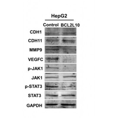 DF3523 staining Hela by IF/ICC. The sample were fixed with PFA and permeabilized in 0.1% Triton X-100,then blocked in 10% serum for 45 minutes at 25¡ãC. The primary antibody was diluted at 1/200 and incubated with the sample for 1 hour at 37¡ãC. An  Alexa Fluor 594 conjugated goat anti-rabbit IgG (H+L) Ab, diluted at 1/600, was used as the secondary antibod