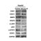 DF3523 staining Hela by IF/ICC. The sample were fixed with PFA and permeabilized in 0.1% Triton X-100,then blocked in 10% serum for 45 minutes at 25¡ãC. The primary antibody was diluted at 1/200 and incubated with the sample for 1 hour at 37¡ãC. An  Alexa Fluor 594 conjugated goat anti-rabbit IgG (H+L) Ab, diluted at 1/600, was used as the secondary antibod