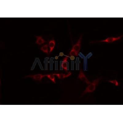 Western blot analysis of extracts from mouse brain, using CDH15 Antibody.