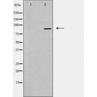 DF3525 staining A549 by IF/ICC. The sample were fixed with PFA and permeabilized in 0.1% Triton X-100,then blocked in 10% serum for 45 minutes at 25¡ãC. The primary antibody was diluted at 1/200 and incubated with the sample for 1 hour at 37¡ãC. An  Alexa Fluor 594 conjugated goat anti-rabbit IgG (H+L) Ab, diluted at 1/600, was used as the secondary antibod