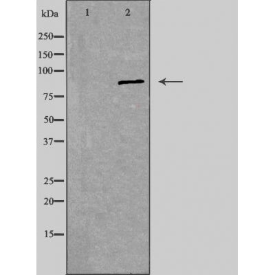 DF3366 staining  293 cells by IF/ICC. The sample were fixed with PFA and permeabilized in 0.1% Triton X-100,then blocked in 10% serum for 45 minutes at 25¡ãC. The primary antibody was diluted at 1/200 and incubated with the sample for 1 hour at 37¡ãC. An  Alexa Fluor 594 conjugated goat anti-rabbit IgG (H+L) antibody(Cat.# S0006), diluted at 1/600, was used as secondary antibod