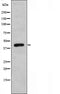 DF3380 staining HT29 cells by IF/ICC. The sample were fixed with PFA and permeabilized in 0.1% Triton X-100,then blocked in 10% serum for 45 minutes at 25¡ãC. The primary antibody was diluted at 1/200 and incubated with the sample for 1 hour at 37¡ãC. An  Alexa Fluor 594 conjugated goat anti-rabbit IgG (H+L) antibody(Cat.# S0006), diluted at 1/600, was used as secondary antibod