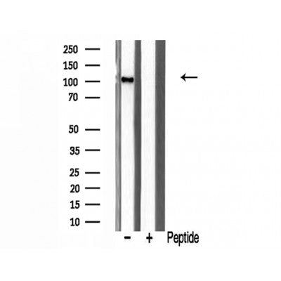 Western blot analysis of extracts from mouse brain cells, using GCN5L2 antibody.