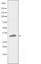 DF3396 staining Hela by IF/ICC. The sample were fixed with PFA and permeabilized in 0.1% Triton X-100,then blocked in 10% serum for 45 minutes at 25¡ãC. The primary antibody was diluted at 1/200 and incubated with the sample for 1 hour at 37¡ãC. An  Alexa Fluor 594 conjugated goat anti-rabbit IgG (H+L) Ab, diluted at 1/600, was used as the secondary antibod