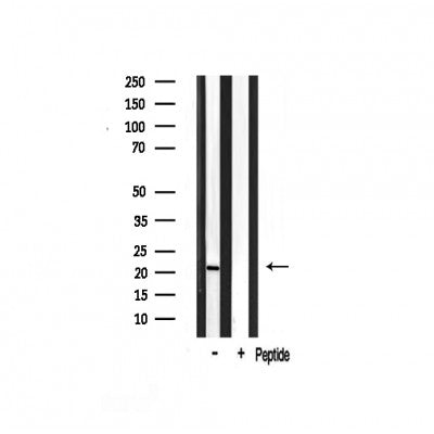 Western blot analysis on rat brain lysate using Musculin Antibody