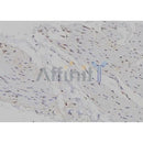 AF0343 at 1/100 staining Human gastric tissue by IHC-P. The sample was formaldehyde fixed and a heat mediated antigen retrieval step in citrate buffer was performed. The sample was then blocked and incubated with the antibody for 1.5 hours at 22¡ãC. An HRP conjugated goat anti-rabbit antibody was used as the secondary
