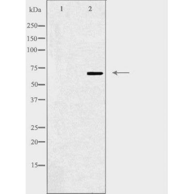 DF3400 staining Hela cells by IF/ICC. The sample were fixed with PFA and permeabilized in 0.1% Triton X-100,then blocked in 10% serum for 45 minutes at 25¡ãC. The primary antibody was diluted at 1/200 and incubated with the sample for 1 hour at 37¡ãC. An  Alexa Fluor 594 conjugated goat anti-rabbit IgG (H+L) antibody(Cat.# S0006), diluted at 1/600, was used as secondary antibod